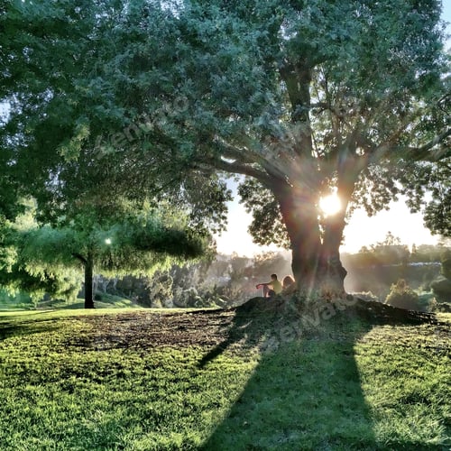 Preview: Talking under the tree.