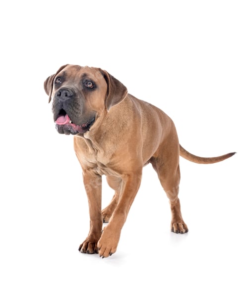 Preview: young cane corso