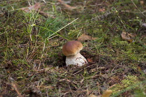 Preview: Boletus edulis in natural habitat