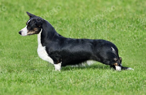 Preview: Cute Cardigan Welsh Corgi