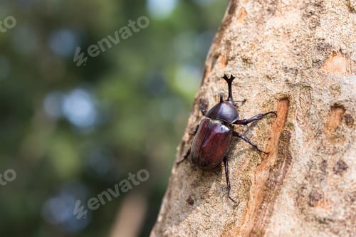 Preview: Rhinoceros beetles on the tree