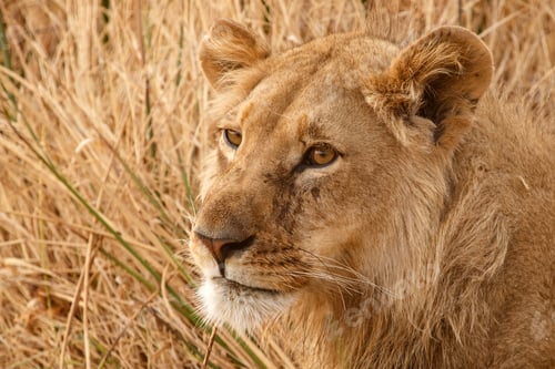 Preview: Lion - Okavango Delta - Moremi N.P.