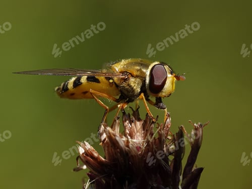 Preview: Hoverfly (Syrphidae)