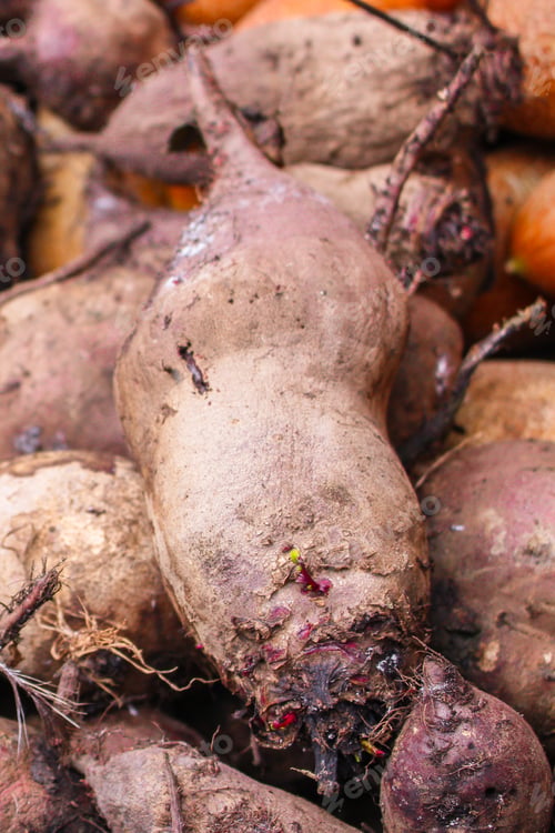 Preview: Beet Harvest (Beetroot, Many Fruits Of That Just Dug From The Ground) Concept. Food Background