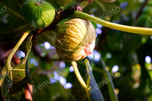 Preview: Ripe figs in the fig tree before being collected in summer.