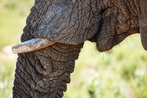 Preview: Eating his fill for the day