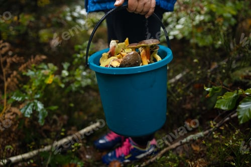 Preview: Woman with mushrooms in plastic basket in autumn forest. Harvesting edible mushroom in woodland