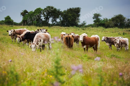 Preview: Herd of English Longhorn cattle in a pasture.