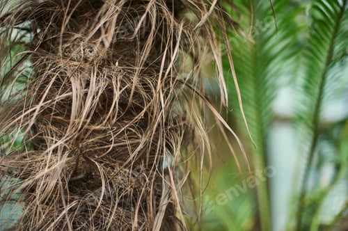 Preview: palm trunk with tropical jungle leaves on background