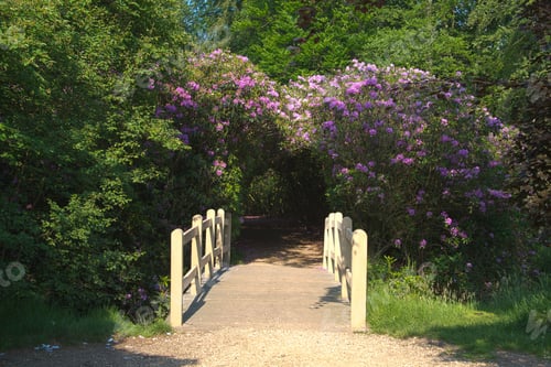 Preview: bridge and rhododendron flowers