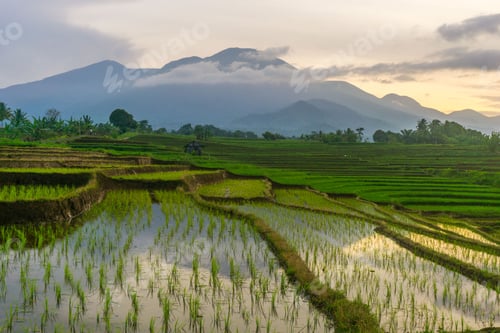 Preview: Fasting Season at Dawn Rice Farmers Working in Kemumu Agricultural Area, Indonesia
