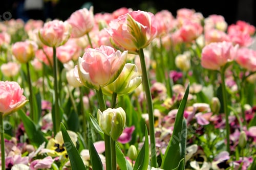 Preview: Pink flowers