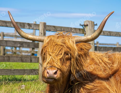 Preview: Fluffy brown highland cattle enjoying the sunshine in the green field