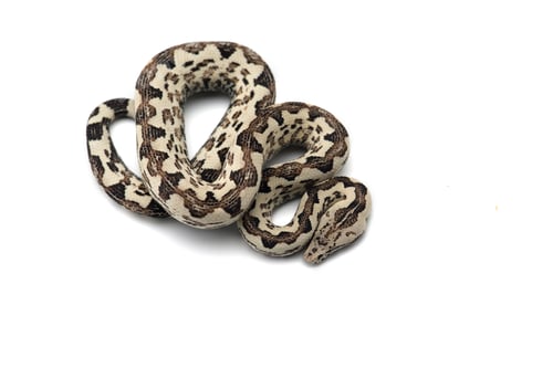 Preview: The viper boa isolated on white background
