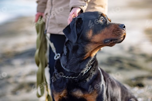 Preview: An unknown girl in a jacket stands on the beach near the sea and scratches a Rottweiler