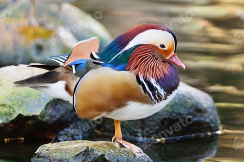 Preview: male Mandarin Duck