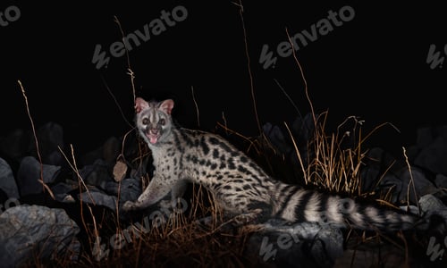 Preview: genet in night