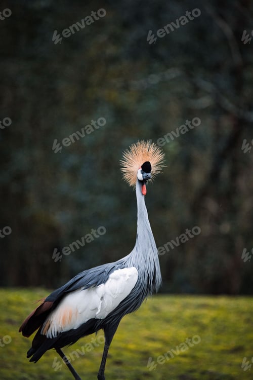 Preview: Grey crowned crane walking through a lush green grass field in the warm sunlight