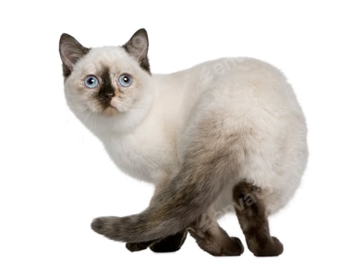 Preview: British Shorthair kitten (4 months old)
