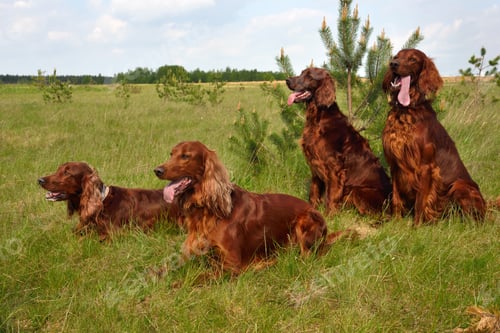 Preview: Pack of Irish setters