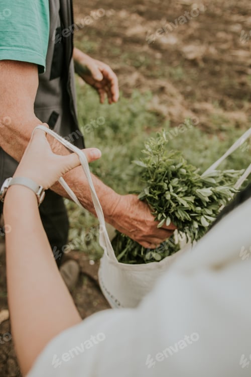 Preview: Harvesting Fresh Greens from an Outdoor Garden