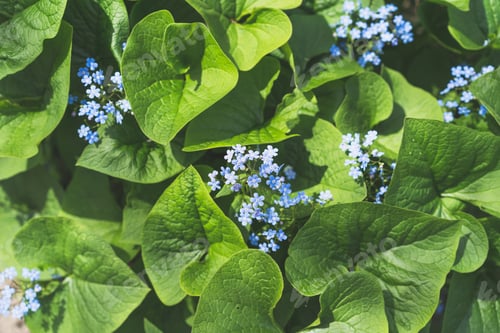 Preview: Beautiful photo of forget-me-nots close-up. Myosotis.