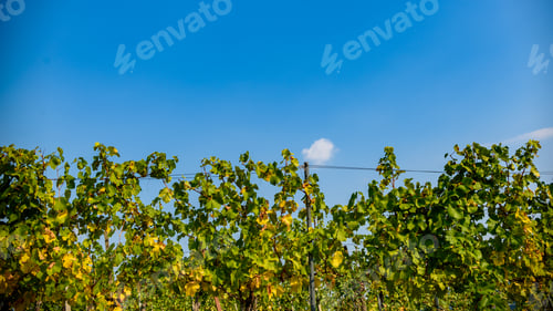 Preview: White grape crops in a vineyard during autumn