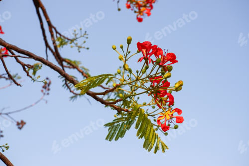 Preview: Selective focus colorful Delonix Regia flower in the sky background.Also called Royal Poinciana, Fla