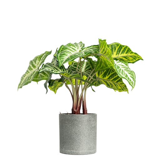 Preview: Decorative houseplant with patterned leaves in pot cutout