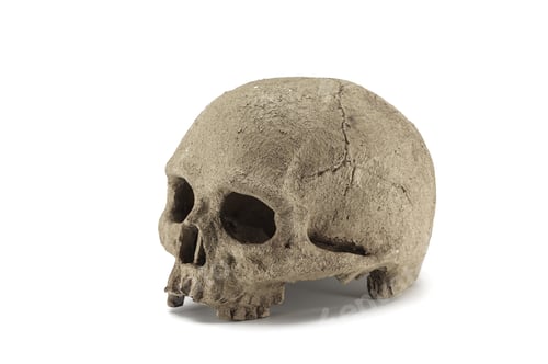 Preview: Halloween human skull isolated on white background