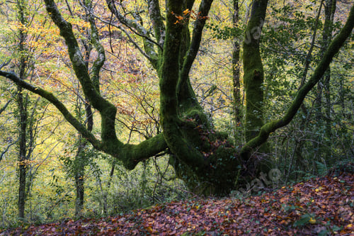 Preview: Elderly and twisted tree specimen covered in moss