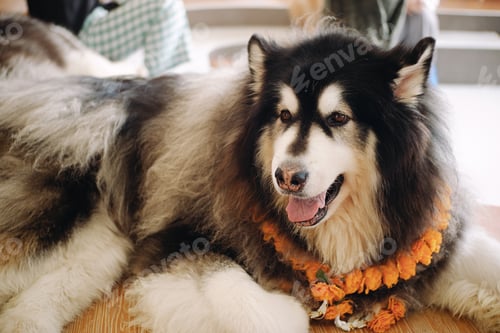 Visualização: Picture of a chill dog is lying on the floor at home. Alaskan Malamute.