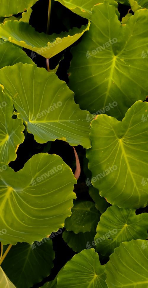 Preview: Green leaf