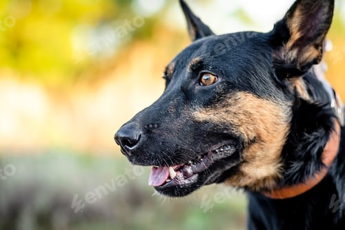 Preview: Black adult dog