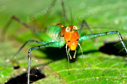 Preview: Grasshopper, Marino Ballena National Park, Costa Rica