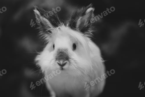 Preview: Closeup grey scale shot of a white rabbit on a dark background