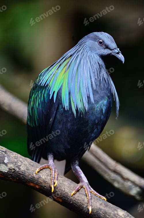 Preview: Nicobar Pigeon