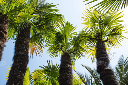 Preview: Palm trees and blue sky