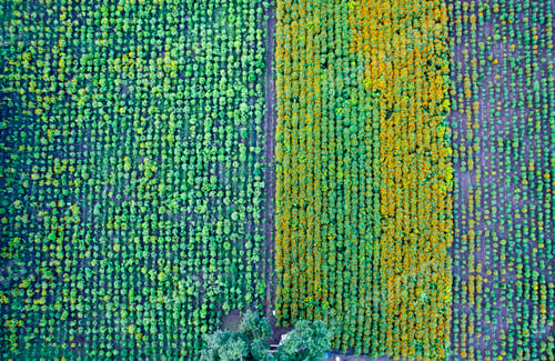 Preview: Aerial view of a marigold field, India.