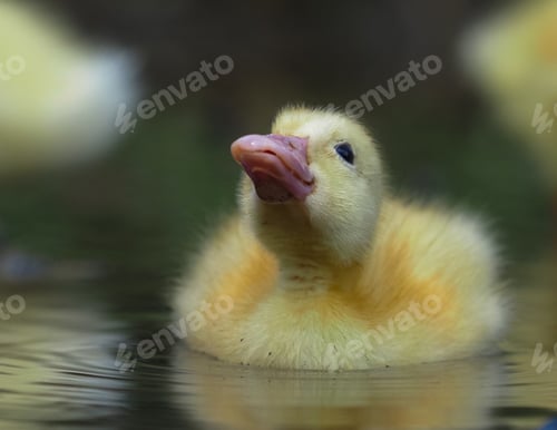 Preview: look up duck
