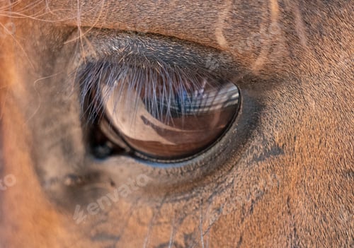 Preview: Close up of a big eye with brown horse eyelashes