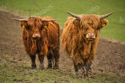 Preview: Closeup of hairy Scottish highland cows at a field