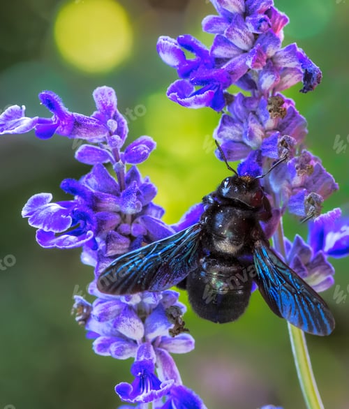 Preview: Violet carpenter bee on a sage flower