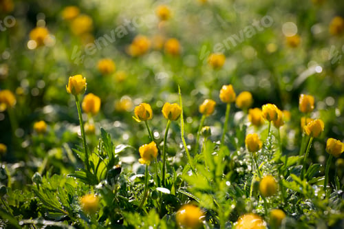 Preview: Backlit by sunlight ranunculus stalks closeup