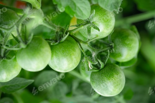 Preview: Stem of green tomatoes in a greenhouse. Close up