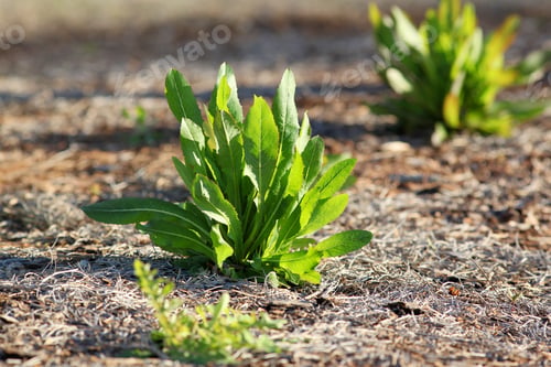 Preview: Dandelion Leaves - Photograph Of A Dandelion Plant With Bright Green Leaves And Shadows Cast By A