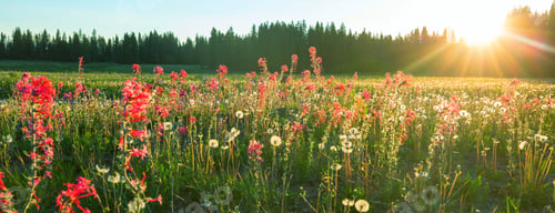 Preview: Mountains meadow