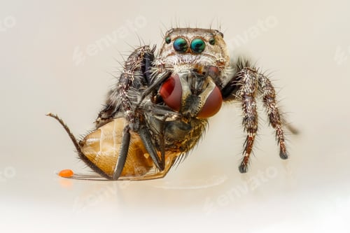 Preview: Jumping Spider Eating Fly Insect