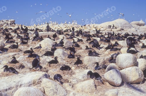 Preview: Cape Cormorants on Malgas Island in South Africa