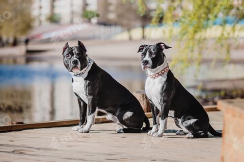Preview: American Staffordshire terrier dog